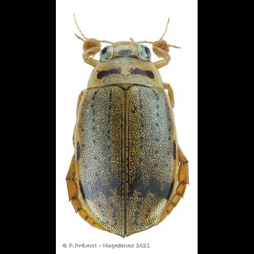 <i>Eretes griseus</i> (Fabricius, 1781) © P.Prévost - Magellanes 2021