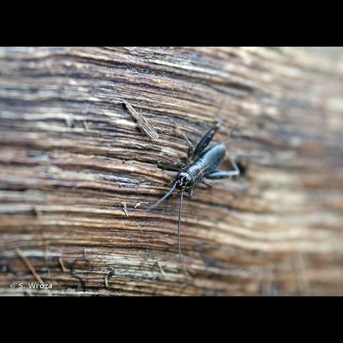 <i>Nemobius sylvestris sylvestris</i> (Bosc, 1792) &copy; S. Wroza