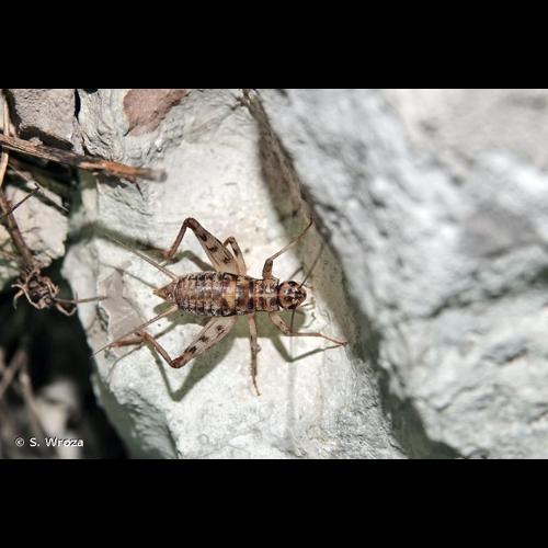 <i>Gryllomorpha dalmatina dalmatina</i> (Ocskay, 1832) © S. Wroza