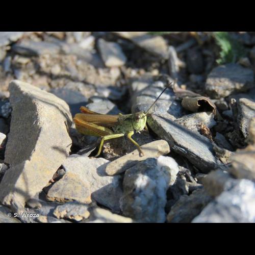 <i>Omocestus viridulus viridulus</i> (Linnaeus, 1758) © S. Wroza