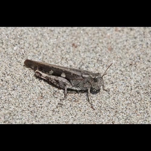 <i>Aiolopus strepens strepens</i> (Latreille, 1804) © S. Wroza