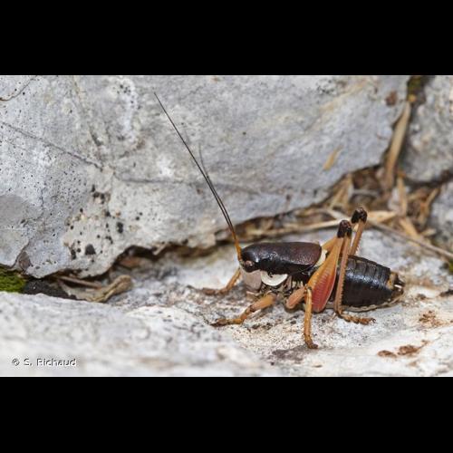 <i>Anonconotus ghilianii</i> Camerano, 1878 © S. Richaud