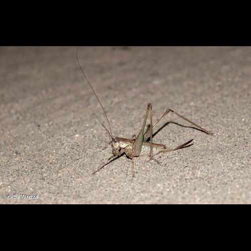 <i>Rhacocleis annulata</i> Fieber, 1853 © S. Wroza