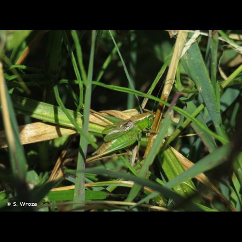 <i>Bicolorana bicolor</i> (Philippi, 1830) © S. Wroza