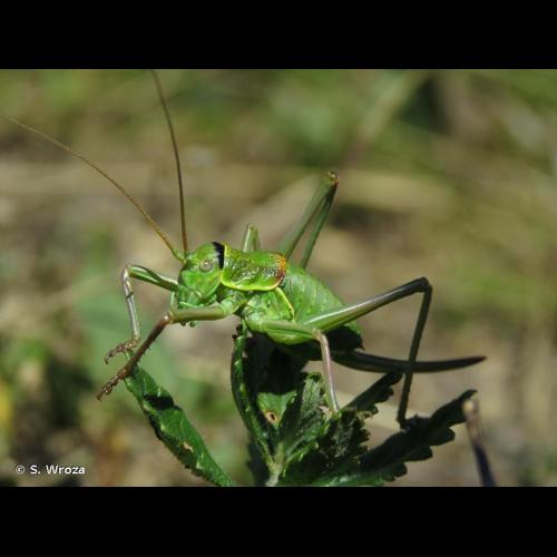 <i>Ephippiger diurnus diurnus</i> Dufour, 1841 © S. Wroza