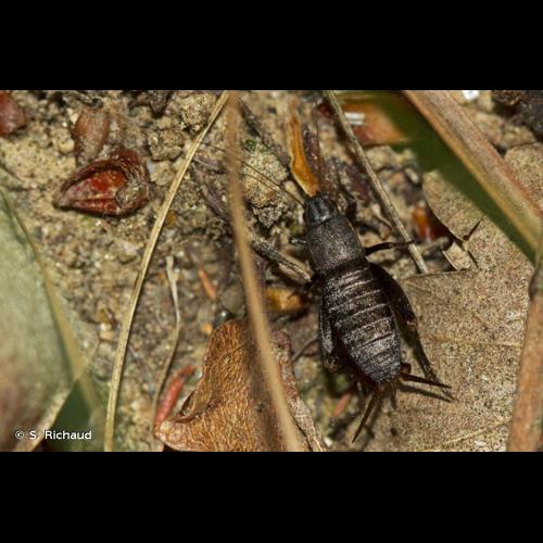 <i>Mogoplistes brunneus</i> Audinet-Serville, 1838 © S. Richaud