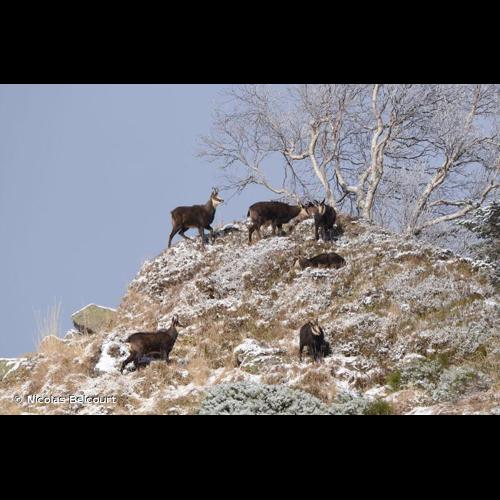 <i>Rupicapra rupicapra</i> (Linnaeus, 1758) © Nicolas Belcourt