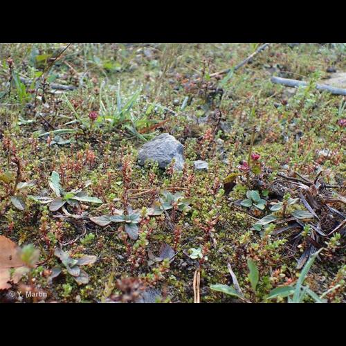<i>Lysimachia minima</i> (L.) U.Manns & Anderb., 2009 © NULL