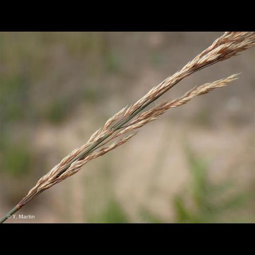 <i>Agrostis vinealis </i>Schreb., 1771 subsp.<i> vinealis</i> © NULL