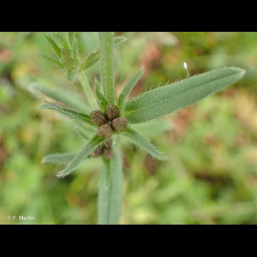 <i>Buglossoides arvensis </i>(L.) I.M.Johnst., 1954 subsp.<i> arvensis</i> © NULL