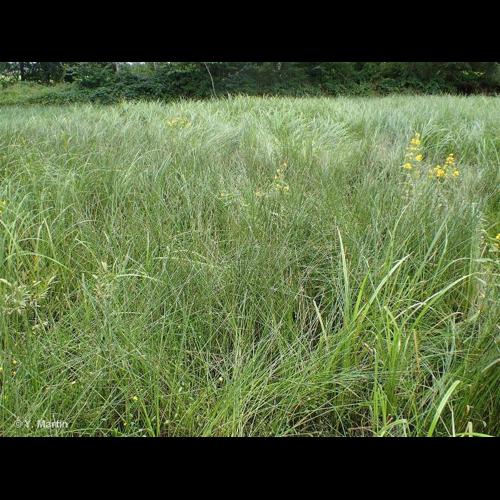 <i>Eleocharis palustris </i>subsp.<i> waltersii</i> Bureš & Danihelka, 2008 © NULL