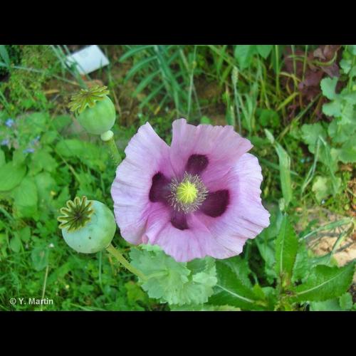 <i>Papaver somniferum </i>L., 1753 subsp.<i> somniferum</i> © NULL