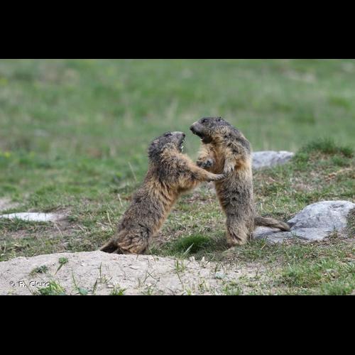 <i>Marmota marmota</i> (Linnaeus, 1758) © R. Clerc