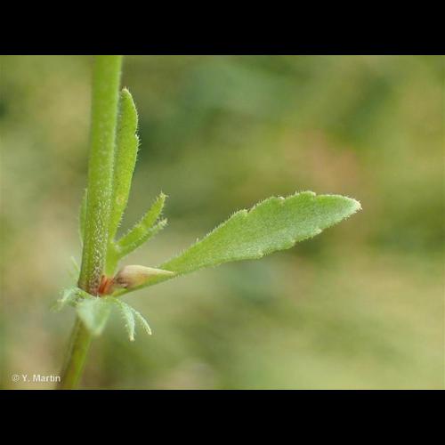 <i>Viola arvensis </i>Murray, 1770 var.<i> arvensis</i> &copy; NULL