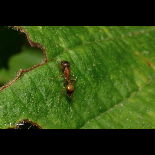 <i>Temnothorax aveli</i> (Bondroit, 1918) © Q. Rome