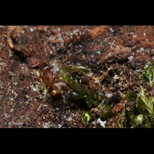 <i>Temnothorax nylanderi</i> (Förster, 1850) © Q. Rome