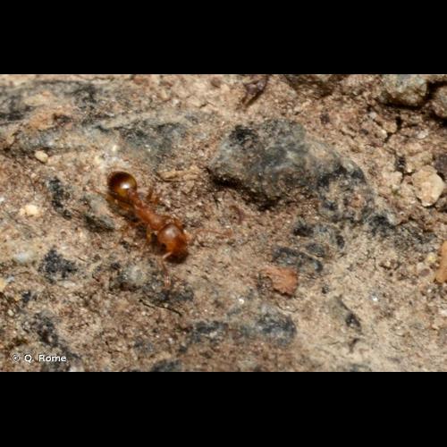 <i>Temnothorax parvulus</i> (Schenck, 1852) © Q. Rome