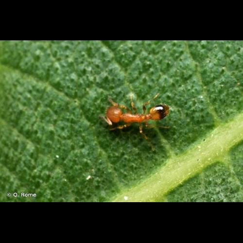 <i>Temnothorax unifasciatus</i> (Latreille, 1798) © Q. Rome