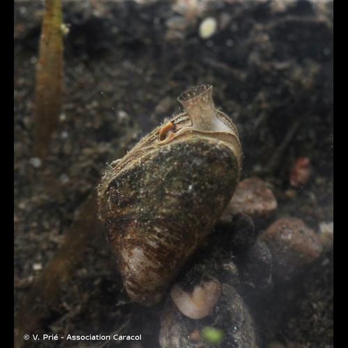 <i>Dreissena rostriformis bugensis</i> Andrusov, 1897 © V. Prié - Association Caracol