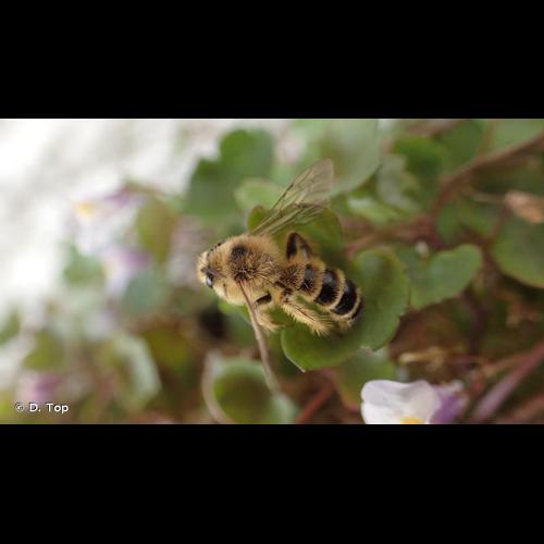<i>Dasypoda hirtipes</i> (Fabricius, 1793) &copy; D. Top