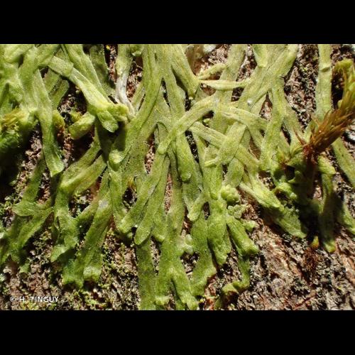 <i>Metzgeria furcata</i> (L.) Corda, 1829 © H. TINGUY