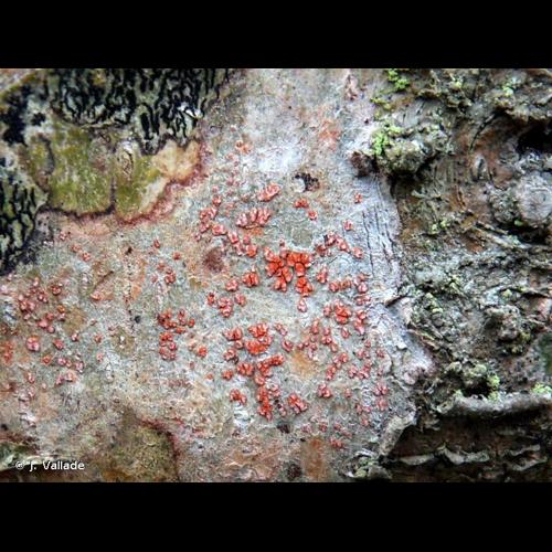 <i>Arthonia cinnabarina</i> (DC.) Wallr., 1831 © J. Vallade
