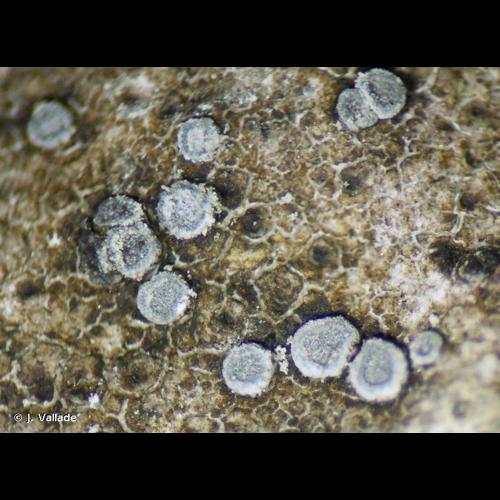 <i>Lecanora dispersa</i> (Pers.) Sommerf. &copy; J. Vallade