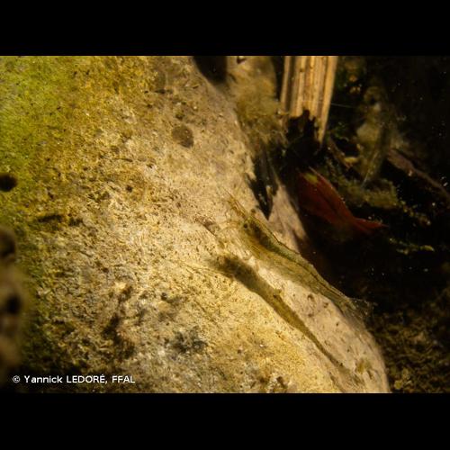 <i>Atyaephyra desmarestii</i> (Millet, 1831) © Yannick LEDORÉ, FFAL