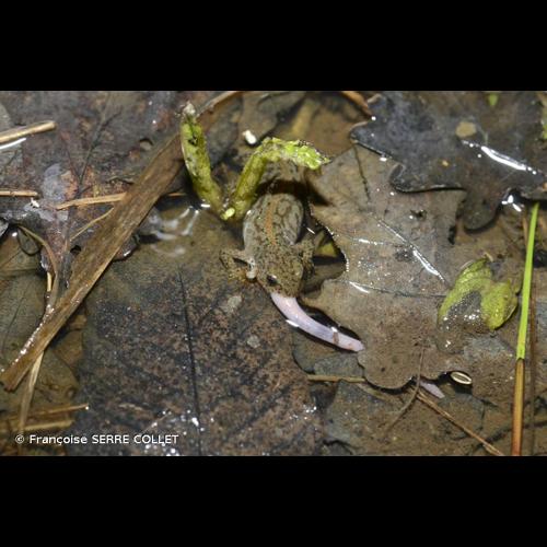 <i>Ichthyosaura alpestris alpestris</i> (Laurenti, 1768) &copy; Françoise SERRE COLLET