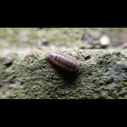 <i>Armadillidium nasatum</i> Budde-Lund, 1885 © D. Top
