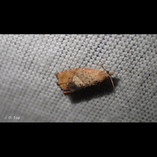 <i>Cydia amplana</i> (Hübner, 1799) © D. Top