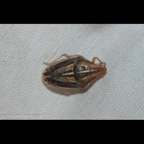 <i>Aelia rostrata cognata</i> Fieber, 1868 © Cochard Pierre-Olivier