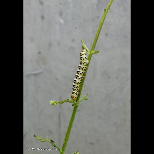 <i>Cucullia scrophulariae</i> (Denis & Schiffermüller, 1775) © O. Roquinarc'h