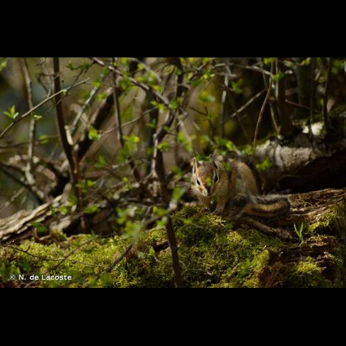 <i>Tamias sibiricus</i> (Laxmann, 1769) &copy; N. de Lacoste