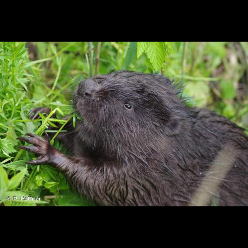 <i>Castor fiber</i> Linnaeus, 1758 © P. Haffner
