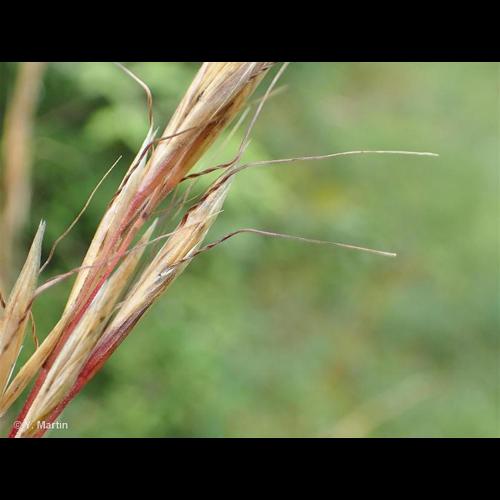 <i>Helictochloa pratensis </i>(L.) Romero Zarco, 2011 subsp.<i> pratensis</i> © NULL
