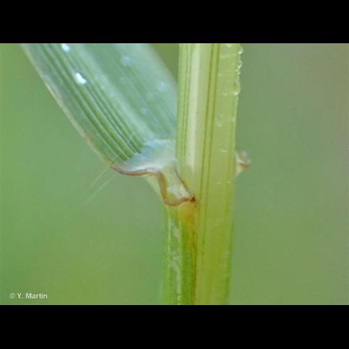 <i>Schedonorus pratensis </i>(Huds.) P.Beauv., 1812 subsp.<i> pratensis</i> &copy; NULL