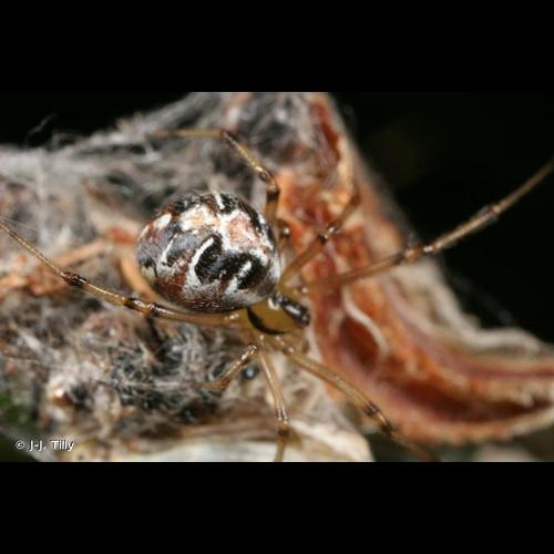 <i>Phylloneta impressa</i> (L. Koch, 1881) &copy; J-J. Tilly