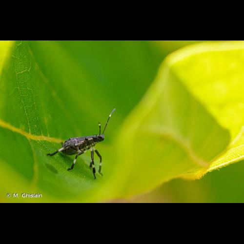 <i>Halyomorpha halys</i> (Stål, 1855) © M. Ghislain