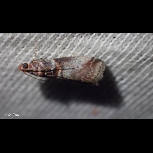 <i>Acrobasis advenella</i> (Zincken, 1818) © D. Top