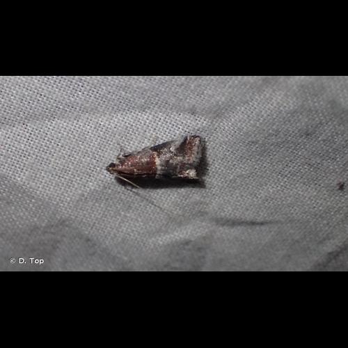 <i>Acrobasis marmorea</i> (Haworth, 1811) &copy; D. Top