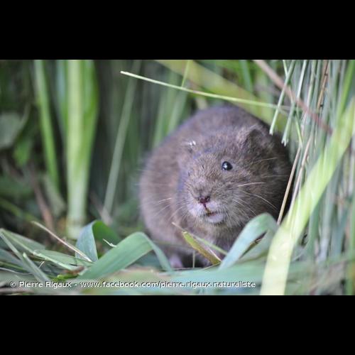 <i>Arvicola sapidus</i> Miller, 1908 © Pierre Rigaux - www.facebook.com/pierre.rigaux.naturaliste
