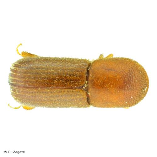 <i>Cyclorhipidion bodoanum</i> (Reitter, 1913) &copy; P. Zagatti