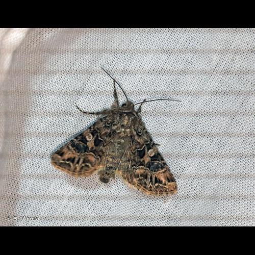 <i>Anarta odontites</i> (Boisduval, 1828) &copy; S. Wroza