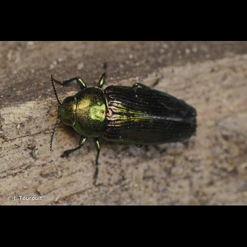 <i>Eurythyrea quercus</i> (Herbst, 1780) &copy; J. Touroult