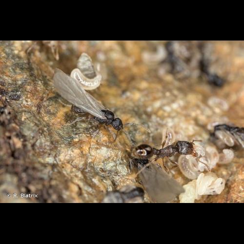 <i>Tetramorium atratulum</i> (Schenck, 1852) © R. Blatrix