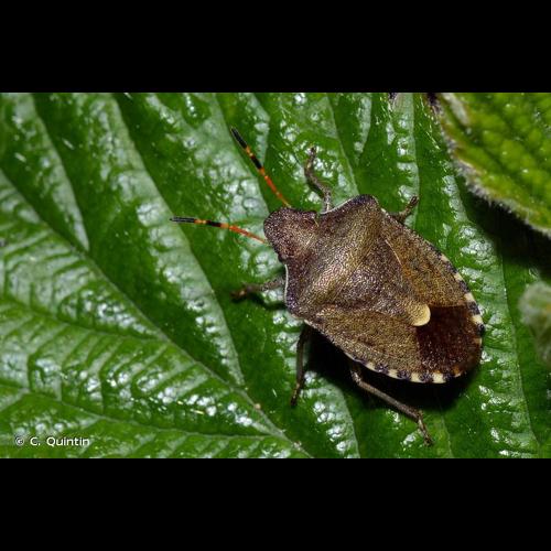 <i>Peribalus strictus vernalis</i> (Wolff, 1804) © C. Quintin