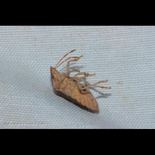 <i>Peribalus strictus strictus</i> (Fabricius, 1803) © Cochard Pierre-Olivier