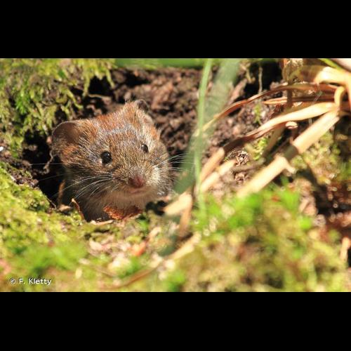 <i>Clethrionomys glareolus</i> (Schreber, 1780) © F. Kletty