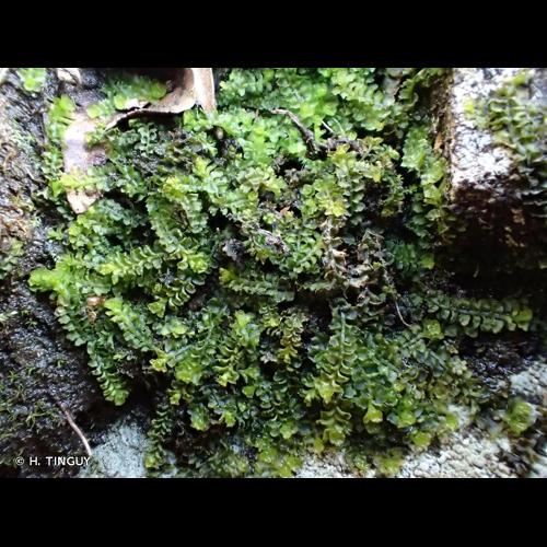 <i>Trilophozia quinquedentata</i> (Huds.) Bakalin, 2005 © H. TINGUY